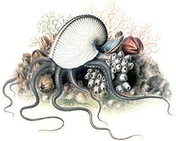 Illustration av Jeanne Villepreux-Power föreställande en bläckfisk